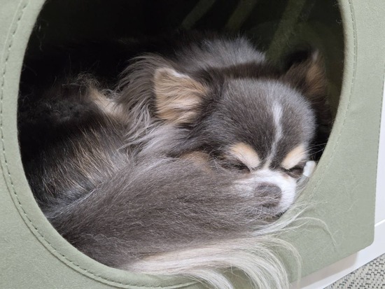 【IKEA】チワワの秘密基地をウエスティが占領！？念願が叶った犬