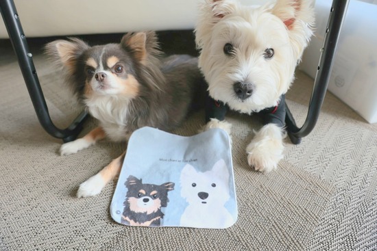 【犬グッズ】うちの子達としか思いない！ハンドタオル。