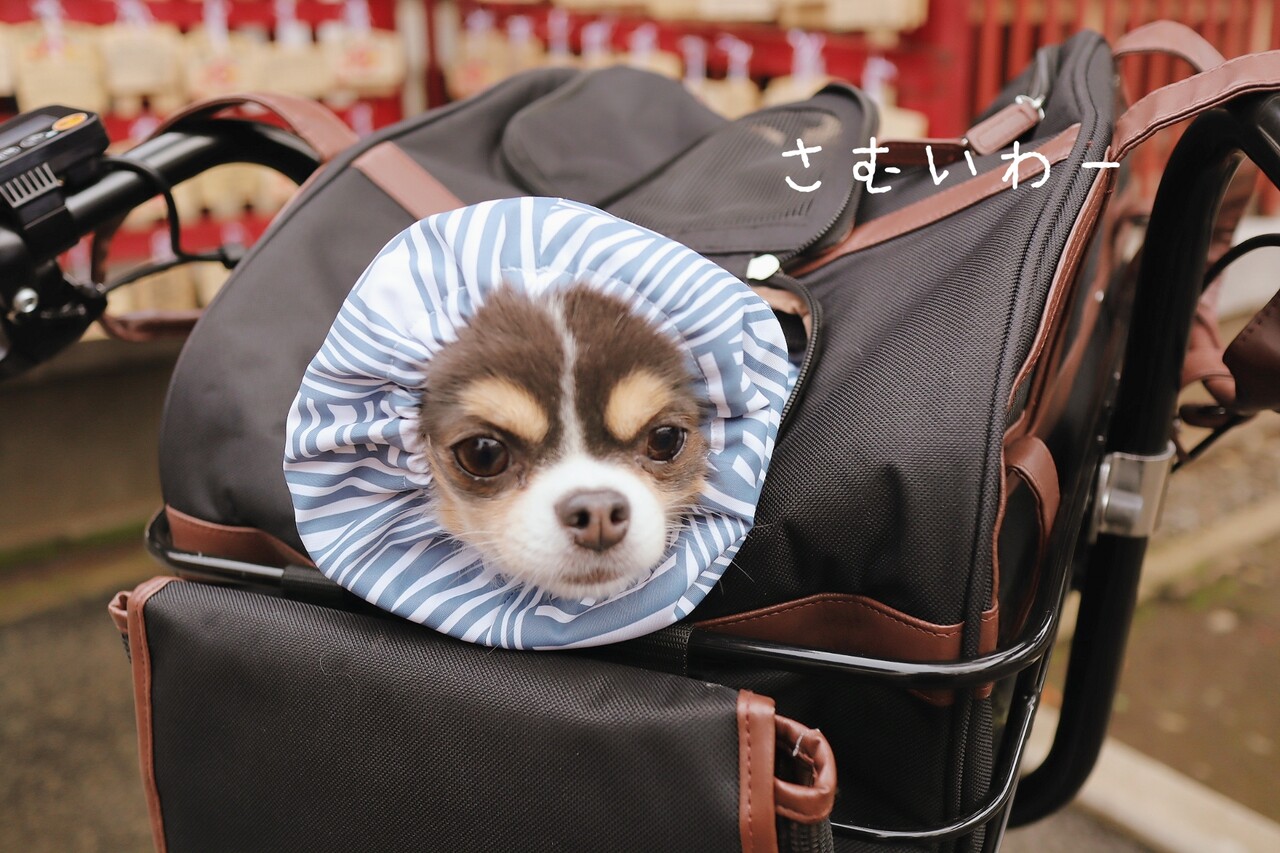 チワワ】防寒着をきたんだけれど～、宇宙にいっちゃうのかな(笑