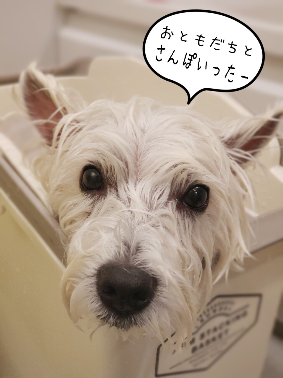 ばばんばばんばんば ん たかシェフのおうちごはん と 白い犬 と チワワ Powered By ライブドアブログ