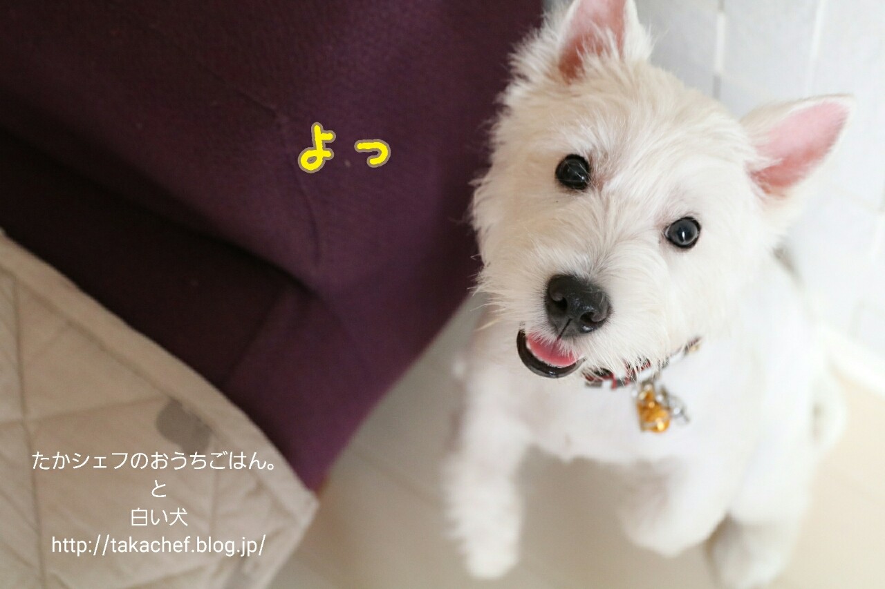 男前になりました たかシェフのおうちごはん と 白い犬 と チワワ Powered By ライブドアブログ 男前になりました たかシェフのおうちごはん と 白い犬 と チワワ Powered By ライブドアブログ