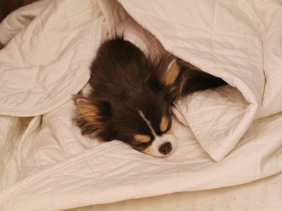 2020-10-10-043247116