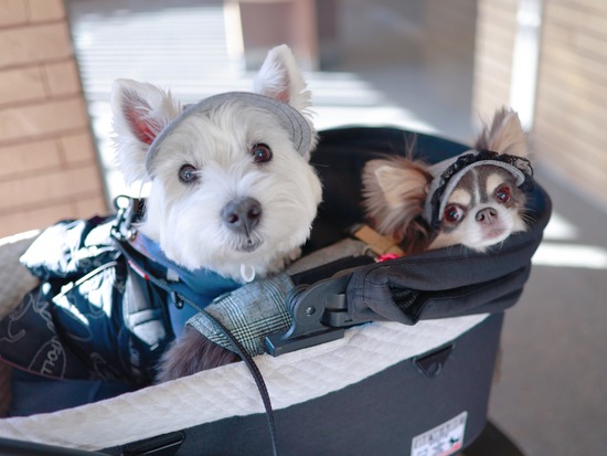 ウエスティって、帽子選びも難しい…の…か？