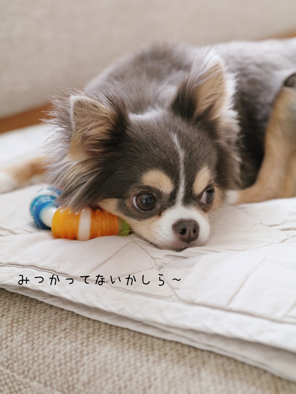 チワワ チワワのまりちゃんの特技 たかシェフのおうちごはん と 白い犬 と チワワ Powered By ライブドアブログ チワワ チワワのまりちゃんの特技 たかシェフのおうちごはん と 白い犬 と チワワ Powered By ライブドアブログ