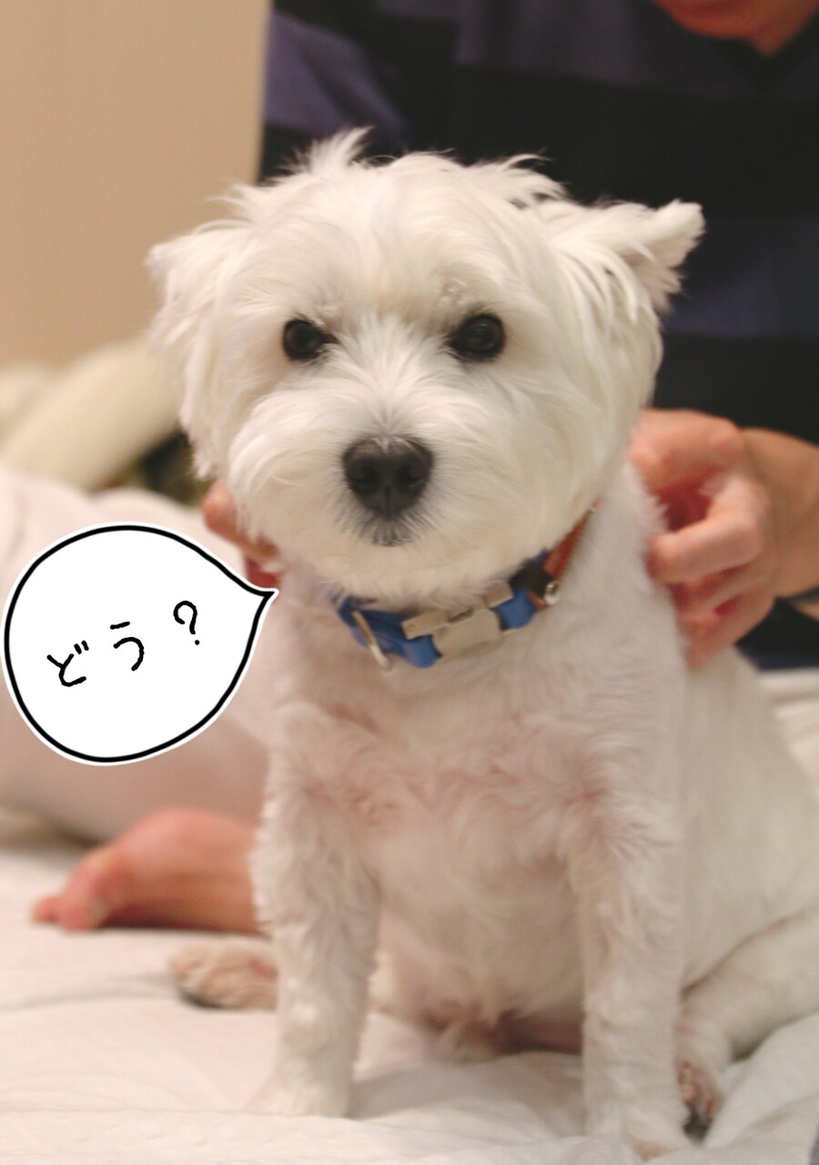 犬と飼い主 毛づくろい たかシェフのおうちごはん と 白い犬 と チワワ Powered By ライブドアブログ 犬と飼い主 毛づくろい たかシェフのおうちごはん と 白い犬 と チワワ Powered By ライブドアブログ