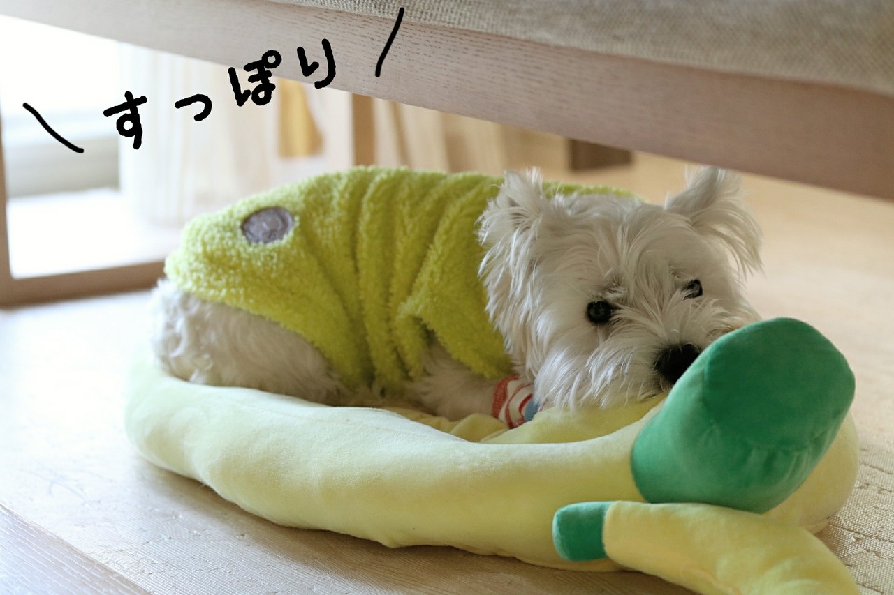 犬グッズ バナナ たかシェフのおうちごはん と 白い犬 と チワワ Powered By ライブドアブログ 犬グッズ バナナ たかシェフのおうちごはん と 白い犬 と チワワ Powered By ライブドアブログ