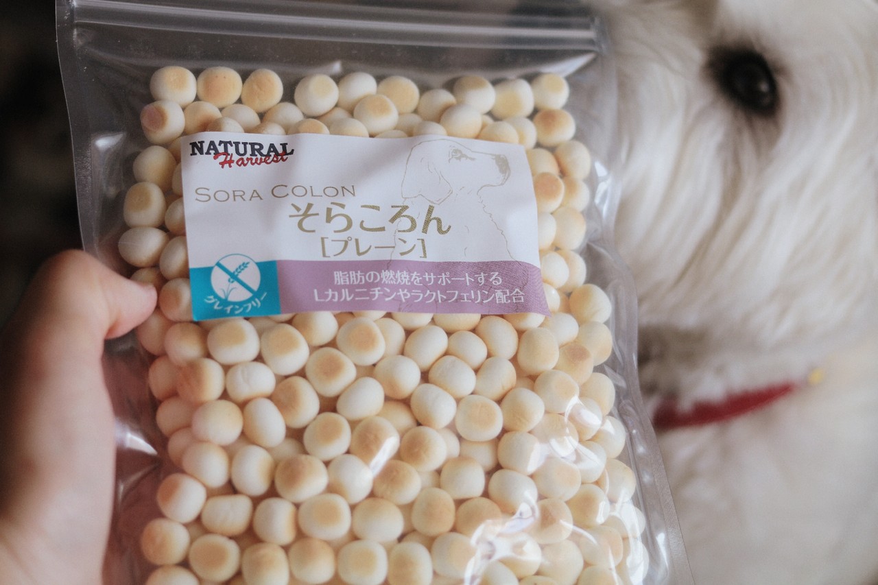 犬 ふとっちょさんのおやつ たかシェフのおうちごはん と 白い犬 と チワワ Powered By ライブドアブログ