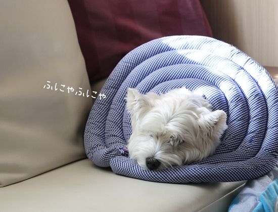 25-01-12-12-28-01-894_deco