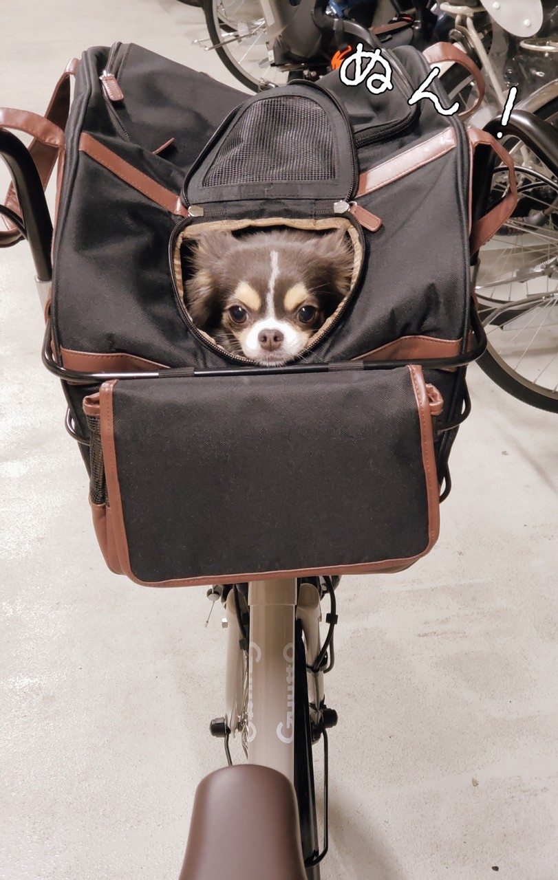 チワワ 今日も自転車 たかシェフのおうちごはん と 白い犬 と チワワ Powered By ライブドアブログ チワワ 今日も自転車 たかシェフのおうちごはん と 白い犬 と チワワ Powered By ライブドアブログ