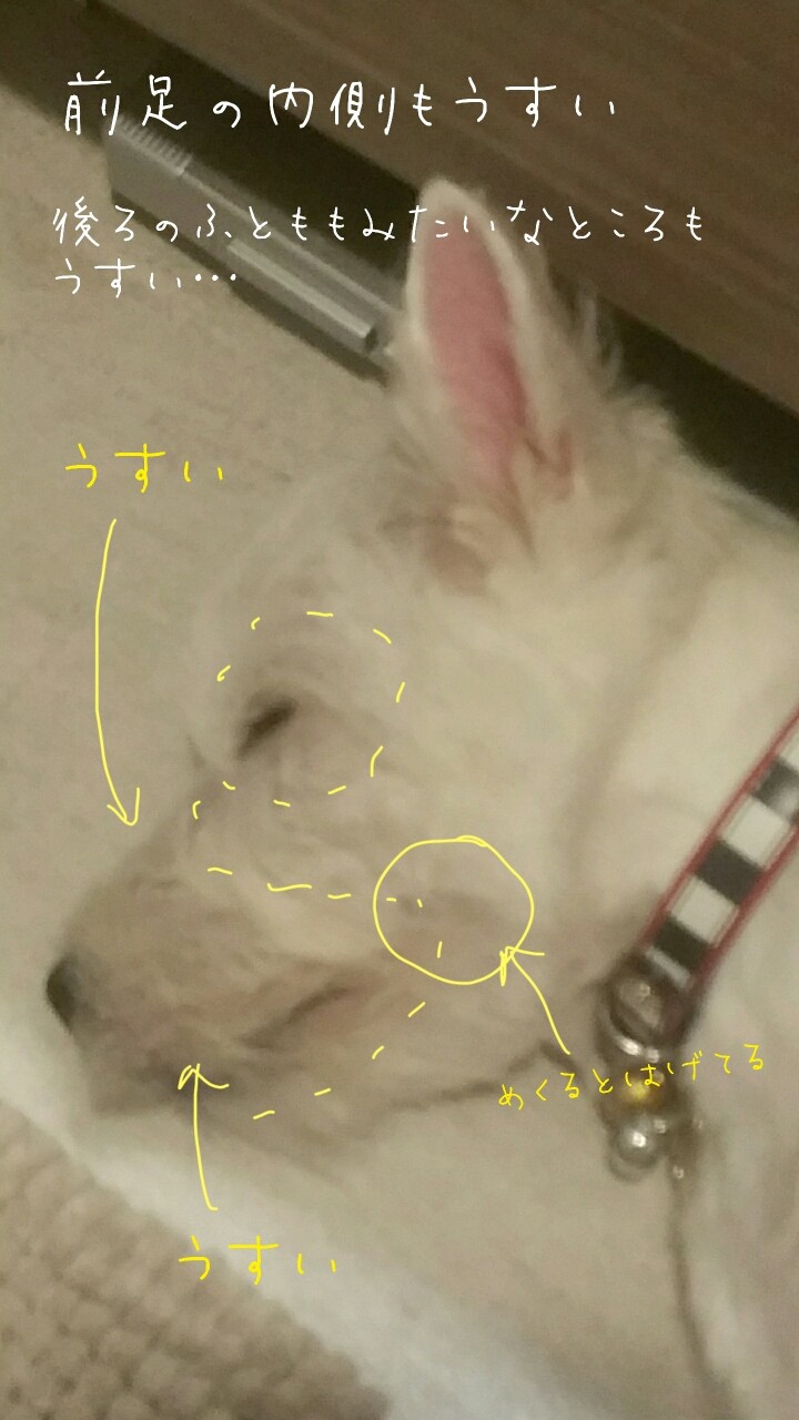 アカラス アトピー たかシェフのおうちごはん と 白い犬 と チワワ Powered By ライブドアブログ アカラス アトピー たかシェフのおうちごはん と 白い犬 と チワワ Powered By ライブドアブログ