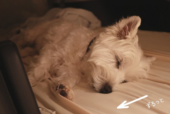 ワンコが快適ならそれでよし！？車中泊お犬様の寝床。