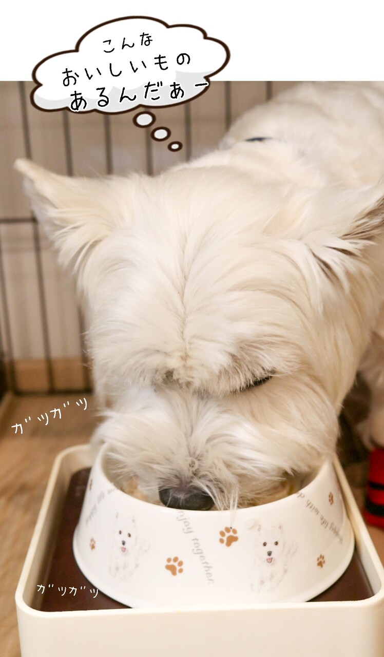 皮膚 お米たべたぁ たかシェフのおうちごはん と 白い犬 と チワワ Powered By ライブドアブログ