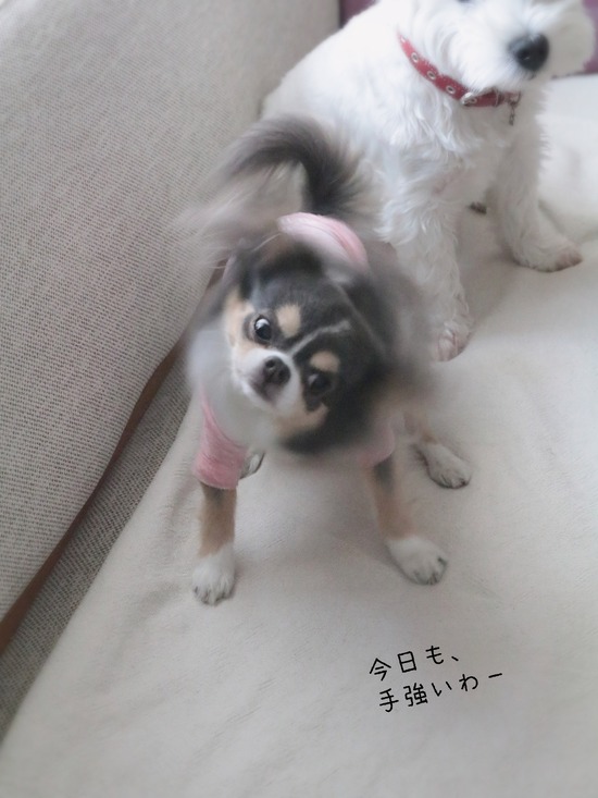 【犬】お散歩に行く儀式