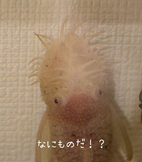 未確認背物？(笑)