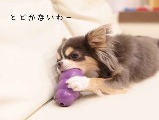 【チワワ】一生懸命…。