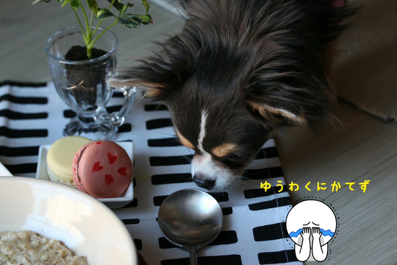 だるまさんが転んだ たかシェフのおうちごはん と 白い犬 と チワワ Powered By ライブドアブログ だるまさんが転んだ たかシェフのおうちごはん と 白い犬 と チワワ Powered By ライブドアブログ