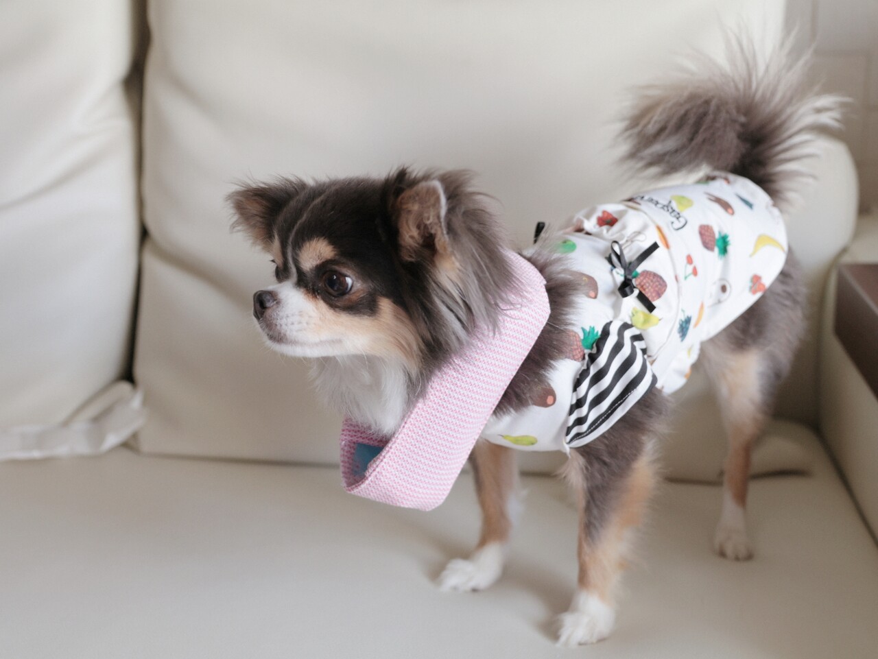 犬グッズ 究極のクールネックを探し求めて たかシェフのおうちごはん と 白い犬 と チワワ Powered By ライブドアブログ 犬グッズ 究極のクールネックを探し求めて たかシェフのおうちごはん と 白い犬 と チワワ Powered By ライブドアブログ