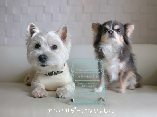 【ご報告】使い続けて約10か月。わんにゃんぬーるのアンバサダーになりました