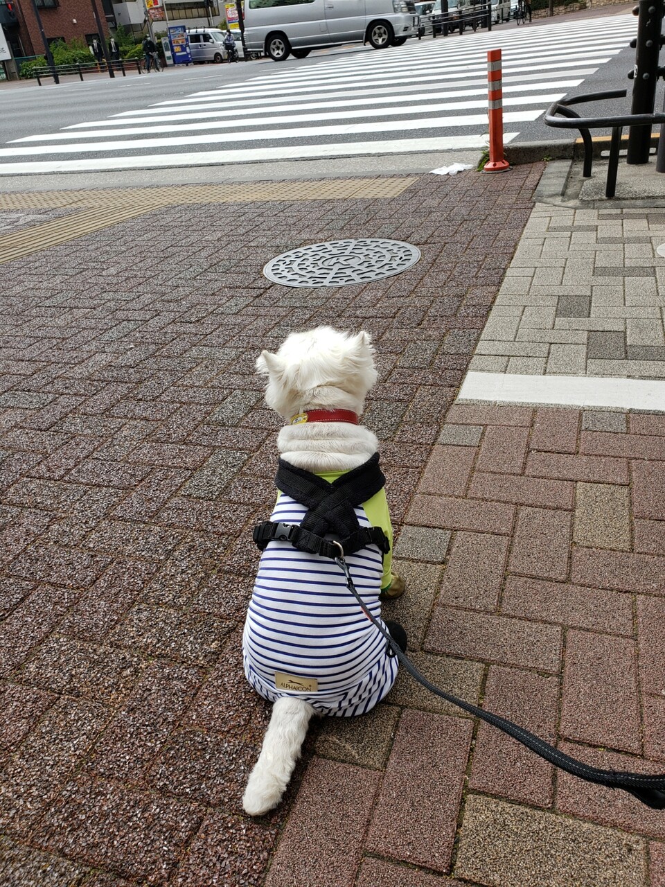 犬 うちの犬もできるようになりました たかシェフのおうちごはん と 白い犬 と チワワ Powered By ライブドアブログ