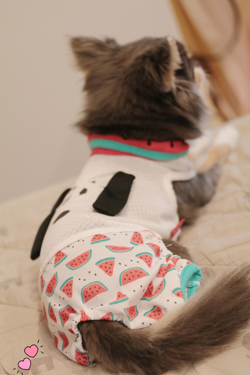 チワワ すいか スイカ 西瓜 たかシェフのおうちごはん と 白い犬 と チワワ Powered By ライブドアブログ チワワ すいか スイカ 西瓜 たかシェフのおうちごはん と 白い犬 と チワワ Powered By ライブドアブログ