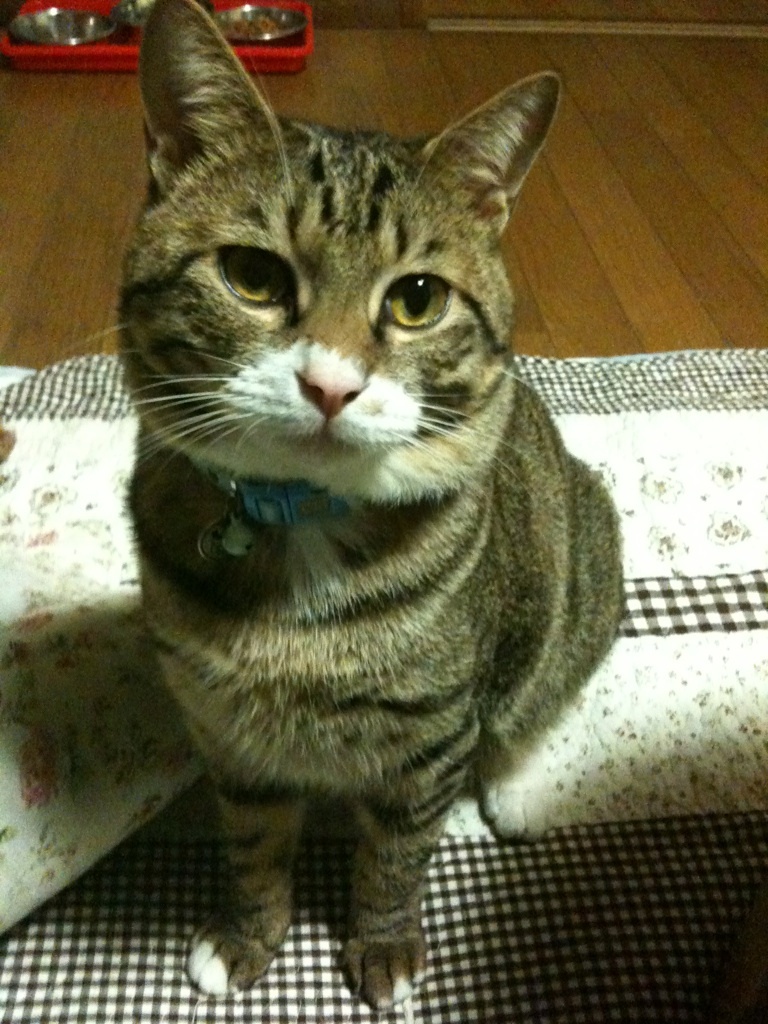 たかシェフのおうちごはん。-IMG_0509.jpg
