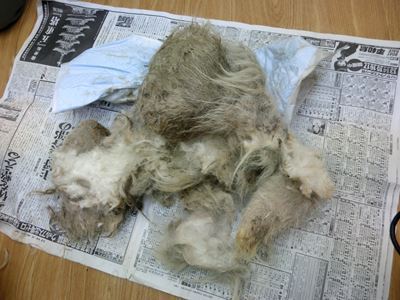 ブランカ引き取り