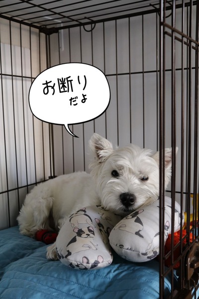 18-06-07-12-01-46-741_deco