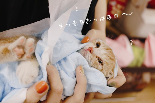 【事件です！】子猫ひかれる