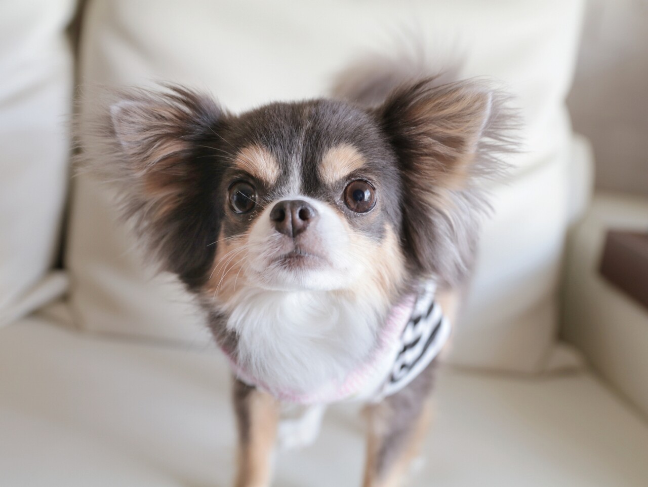 犬グッズ 究極のクールネックを探し求めて たかシェフのおうちごはん と 白い犬 と チワワ Powered By ライブドアブログ 犬グッズ 究極のクールネックを探し求めて たかシェフのおうちごはん と 白い犬 と チワワ Powered By ライブドアブログ