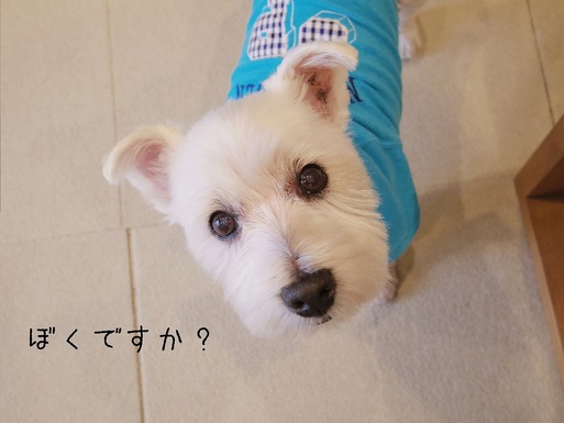 【お知らせ】かわいい葉書