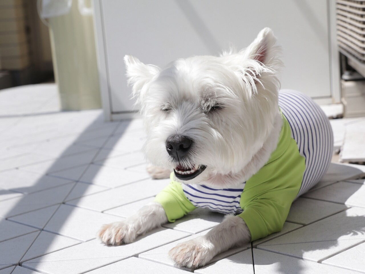 ゆきち ホイホイ 愛犬をベランダを快適にすごさせたい飼い主の挑戦 たかシェフのおうちごはん と 白い犬 と チワワ Powered By ライブドアブログ ゆきち ホイホイ 愛犬をベランダを快適にすごさせたい飼い主の挑戦 たかシェフのおうちごはん と 白い犬 と チワワ Powered By ライブドアブログ