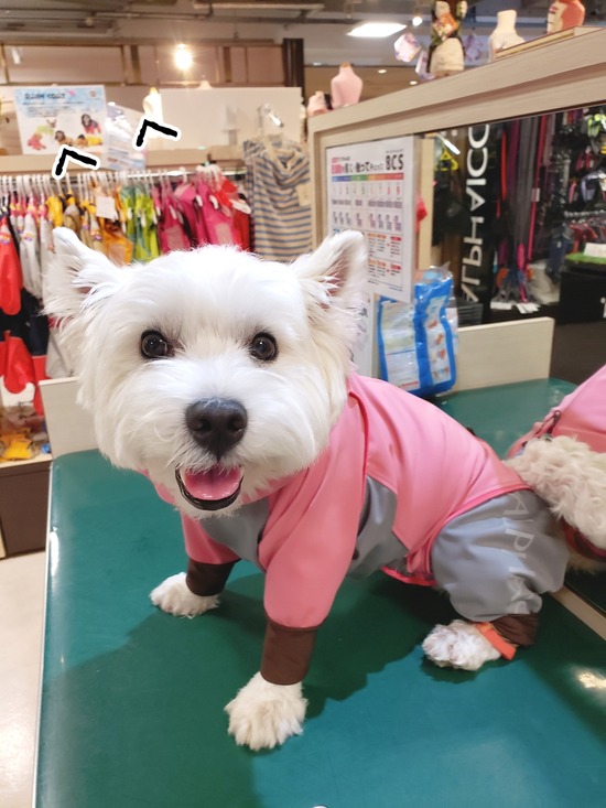 レインコートを買おうかの葛藤