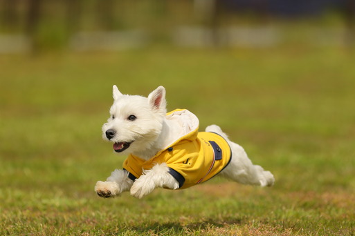 飛行犬撮影してもらう　　その①