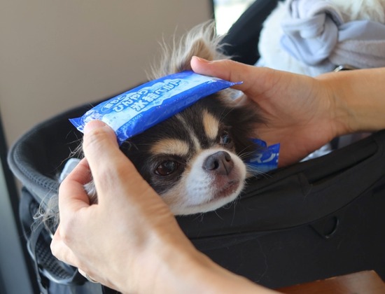 まりちゃんが教えてくれた、黒犬の熱中症リスク