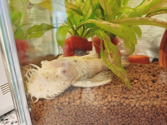 【プレコ】でっかい君、顔色悪い？
