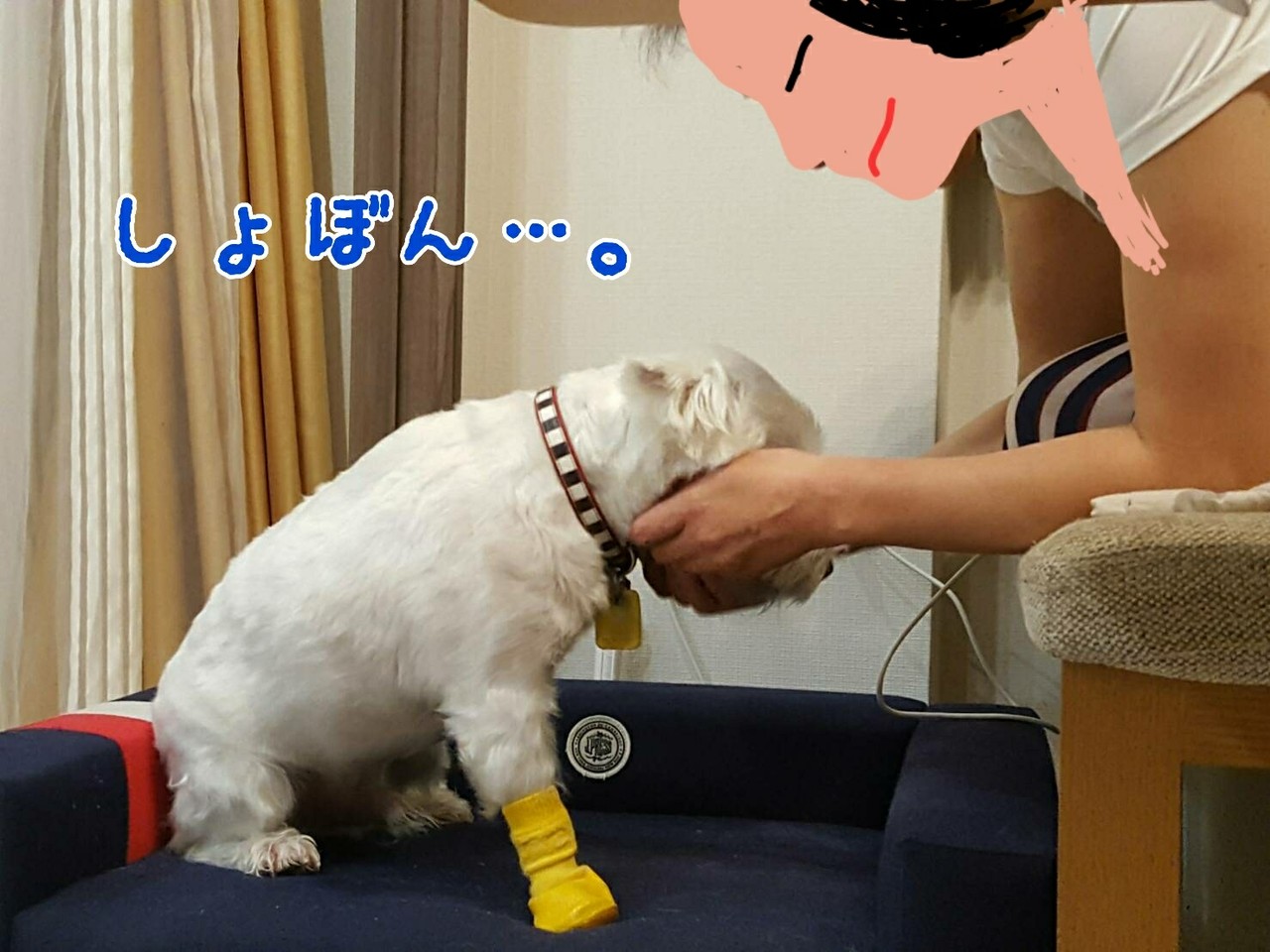 なめる 犬 しつこい 口