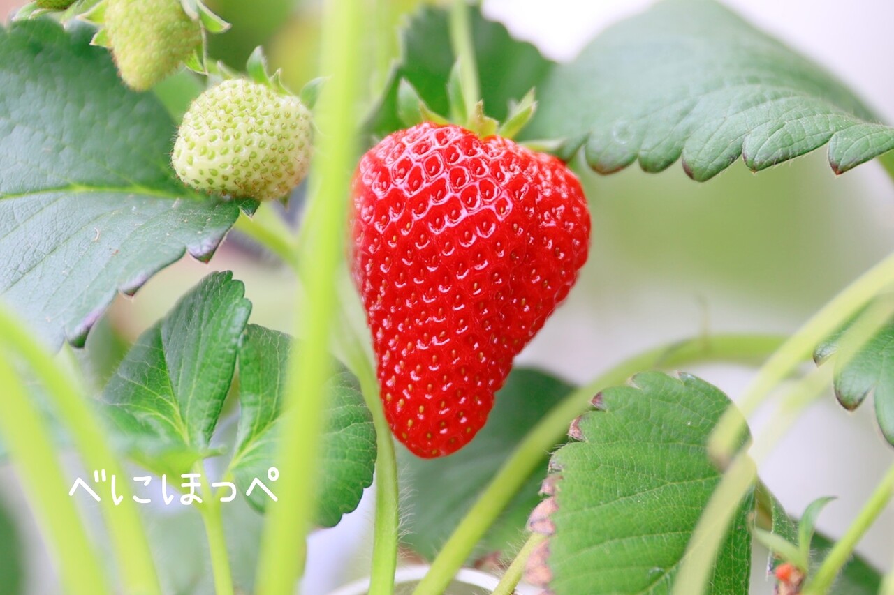 マザー牧場で、イチゴ狩り。 : たかシェフのおうちごはん。と、白い犬