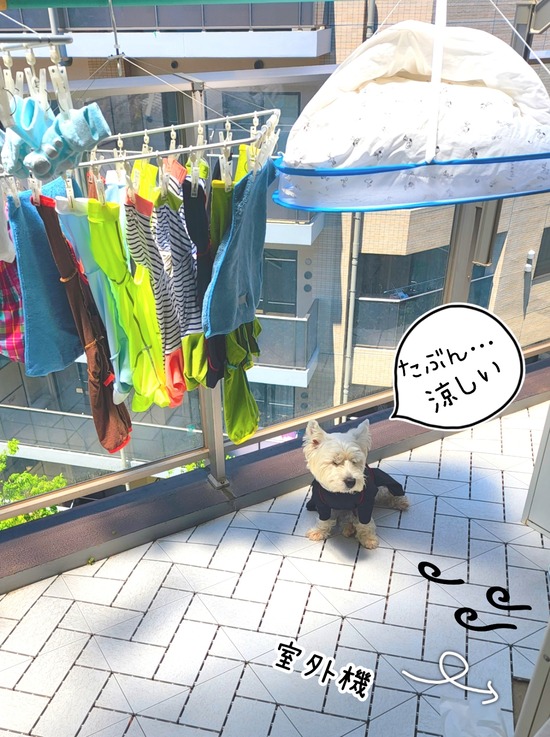 22-06-26-19-50-22-153_deco