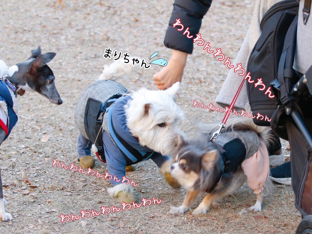 喧嘩の仲裁 たかシェフのおうちごはん と 白い犬 と チワワ Powered By ライブドアブログ