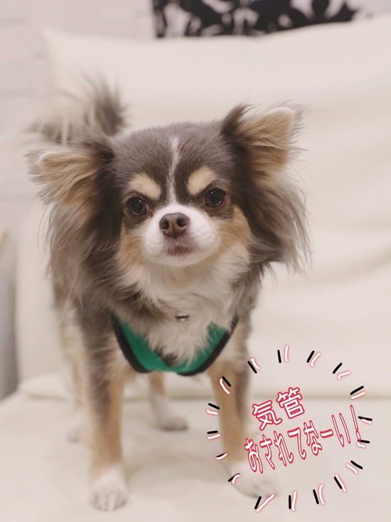 【ご質問のお返事】気管虚脱にいい“ハーネス”を考える。