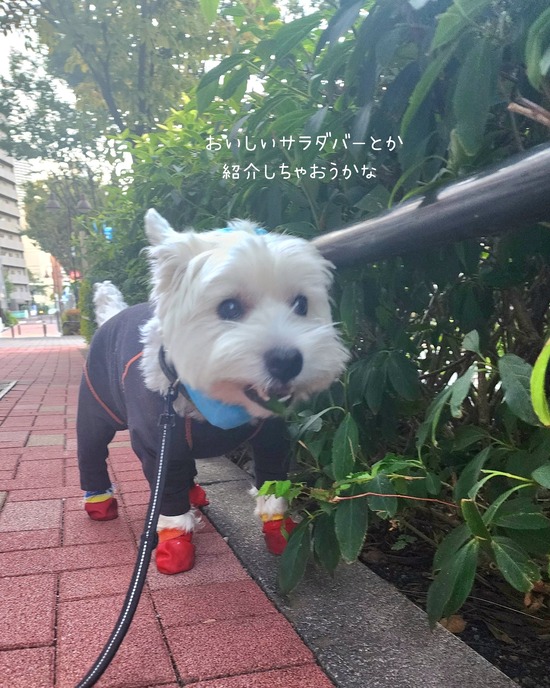 ウエスティ、みんなお友達説