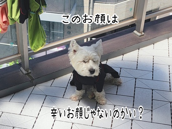 22-06-26-19-52-27-177_deco