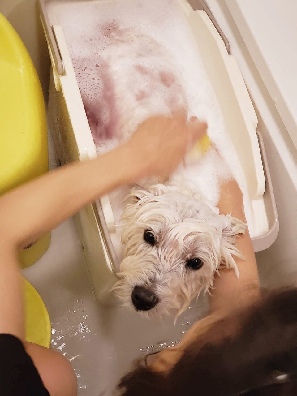 たかシェフゆきち