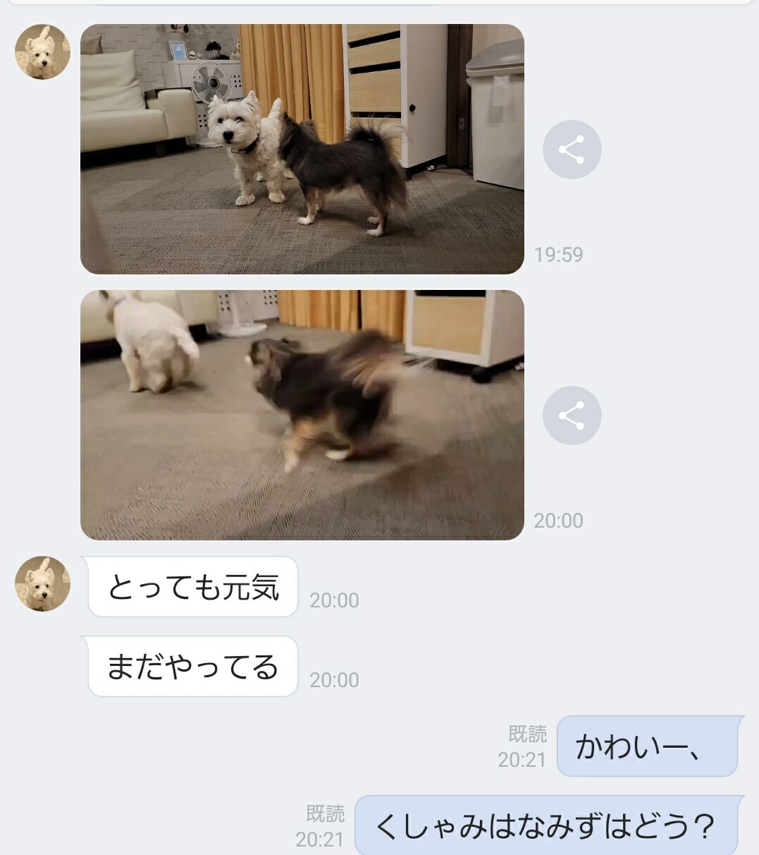 動画 やってるやってる たかシェフのおうちごはん と 白い犬 と チワワ Powered By ライブドアブログ