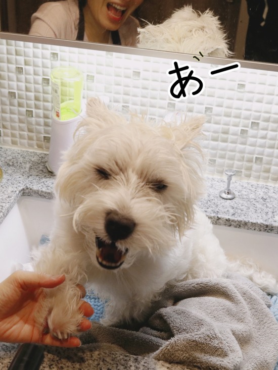 21-12-08-13-05-08-228_deco