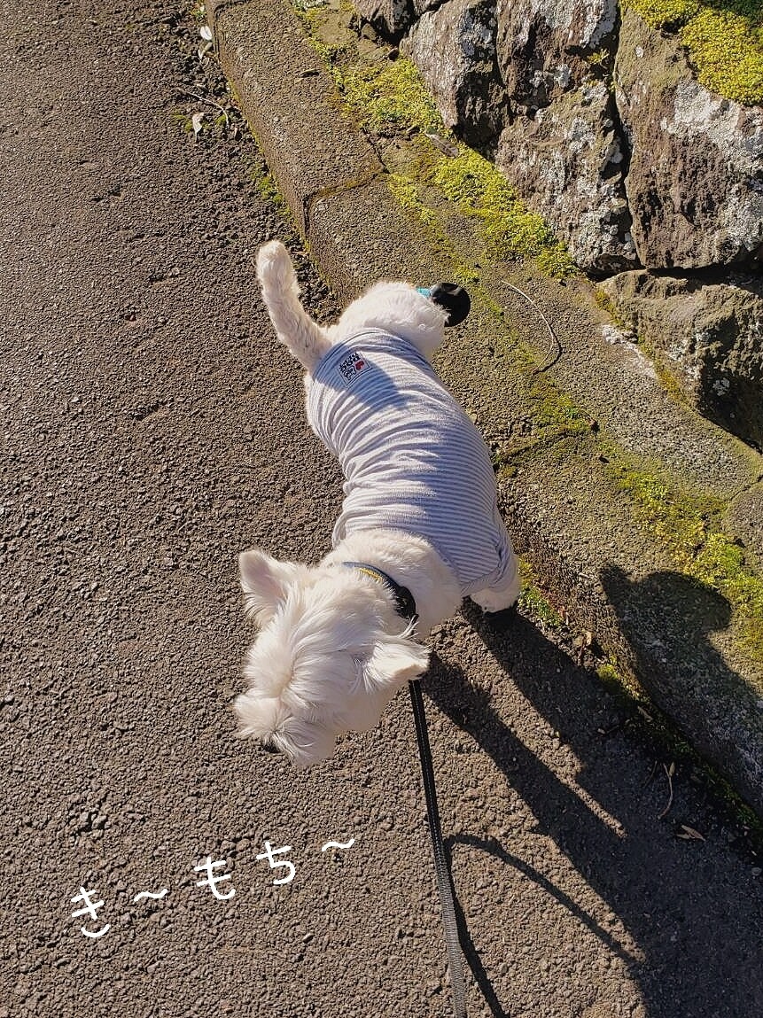 犬 伊豆の朝 たかシェフのおうちごはん と 白い犬 と チワワ Powered By ライブドアブログ