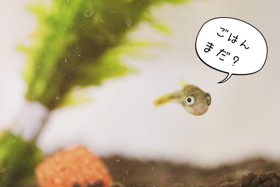 あれ、ふぎゅ君が増えてる！？