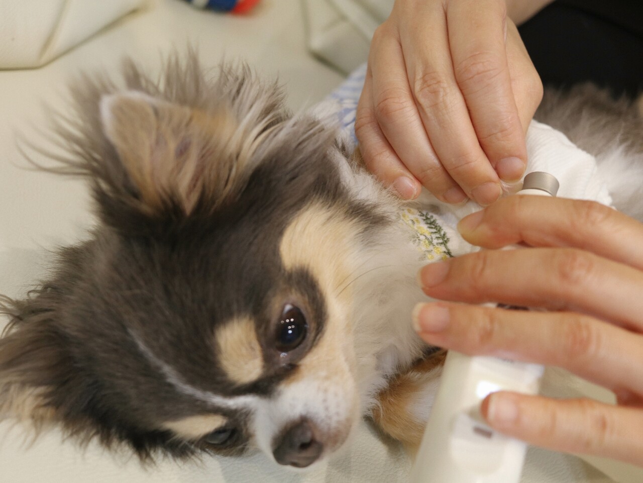 チワワ はじめての電動やすり たかシェフのおうちごはん と 白い犬 と チワワ Powered By ライブドアブログ チワワ はじめての電動やすり たかシェフのおうちごはん と 白い犬 と チワワ Powered By ライブドアブログ