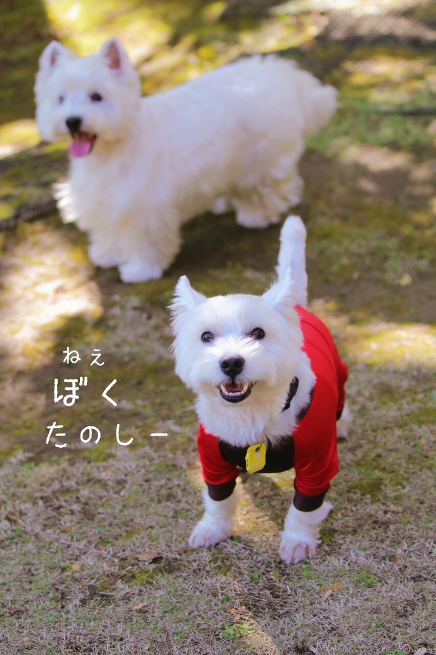 ウエスティ ゆきちとゆ吉君 マウンテンドッグラン編 たかシェフのおうちごはん と 白い犬 と チワワ Powered By ライブドアブログ ウエスティ ゆきちとゆ吉君 マウンテンドッグラン編 たかシェフのおうちごはん と 白い犬 と チワワ Powered By ライブドアブログ