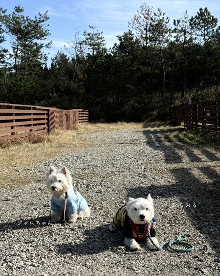 25-11-27-13-37-29-531_deco